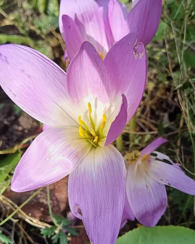 Rausvai violetiniai rudeninio vėlyvio žiedai žolėje, be lapų